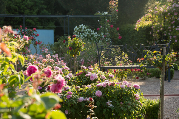 Partie Roseraie des Jardins de Colette